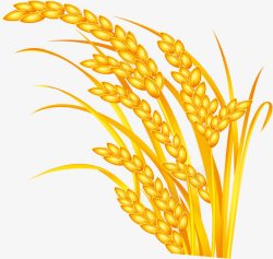 杂粮米小麦高清图片