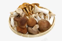 一篮蘑菇一篮子蘑菇高清图片