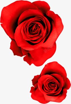 光棍节素材红色玫瑰花光棍节高清图片