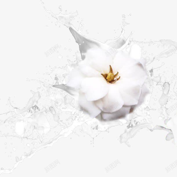 溅起的奶花png免抠素材_新图网 https://ixintu.com 栀子花 植物 溅起的奶花 牛奶 白色 营养 飞溅