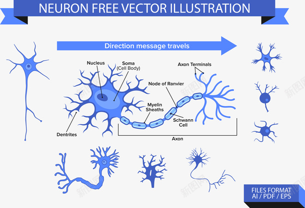 神经元插图矢量图ai免抠素材_新图网 https://ixintu.com 神经元 神经元插图 矢量图