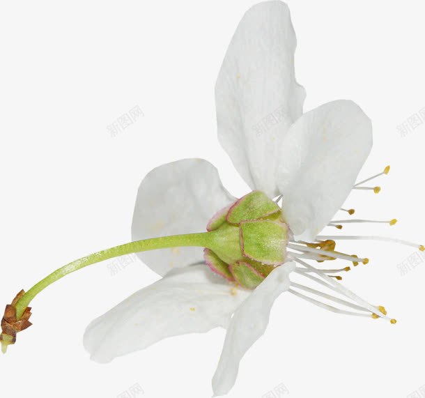 绽放白色花朵花径png免抠素材_新图网 https://ixintu.com 白色 绽放 花朵