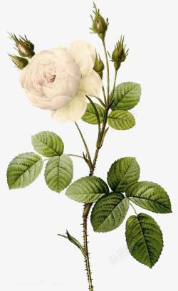 盛开的美丽白玫瑰素材