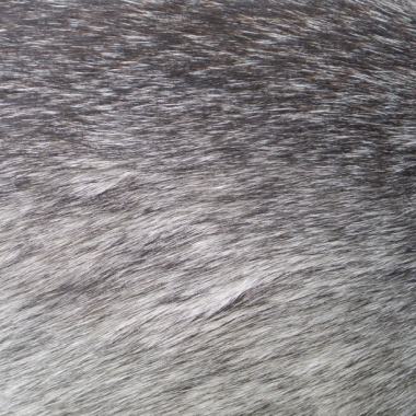 灰色动物皮毛背景