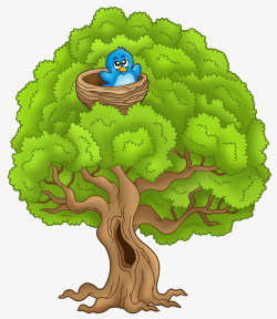 常青树松树上的鸟窝高清图片