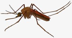 蚊香广告卡通褐色大蚊子高清图片