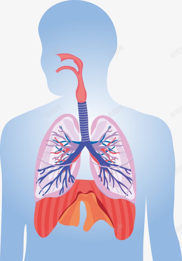 手绘人体肺部示意图png免抠素材_新图网 https://ixintu.com 手绘 肺