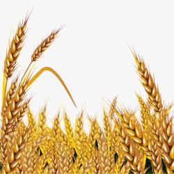 金色麦田小麦大丰收背景素材