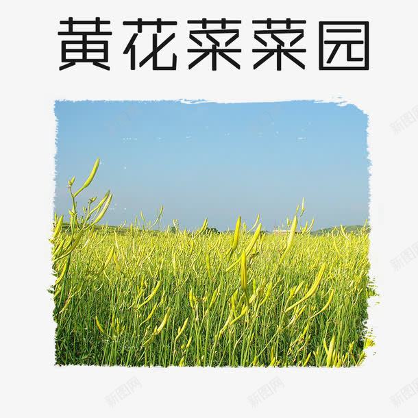 黄花菜菜园png免抠素材_新图网 https://ixintu.com 植物 菜园 萱草花 食材 黄花菜