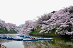 东京美丽樱花素材