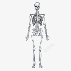 骨架人医疗白色手绘人体骨架矢量图高清图片