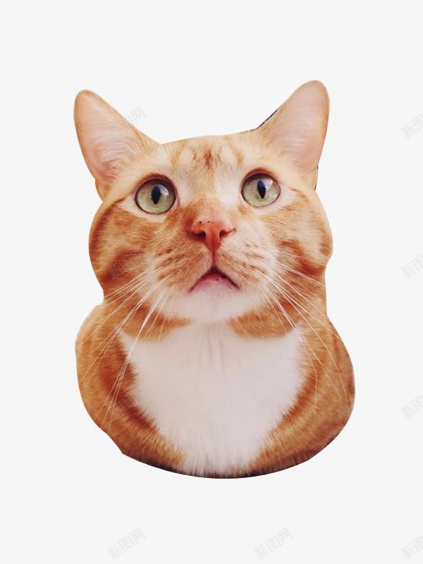 专注的猫咪png免抠素材_新图网 https://ixintu.com 宠物 抬头 眼睛 胡子 萌态 鼻头