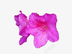 两朵紫红色杜鹃花两朵朵绽放的紫色杜鹃花高清图片