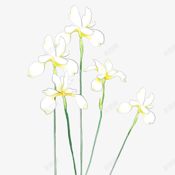水仙花png免抠素材_新图网 https://ixintu.com 植物 水仙花 海报装饰