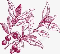 蔓越莓叶子带叶子的小颗果子高清图片
