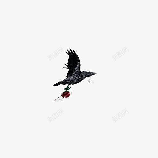 黑色乌鸦png免抠素材_新图网 https://ixintu.com 乌鸦免扣PNG 乌鸦插画 乌鸦飞过 小鸟 水墨乌鸦 水彩乌鸦 飞翔的乌鸦