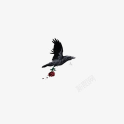 乌鸦插画黑色乌鸦高清图片