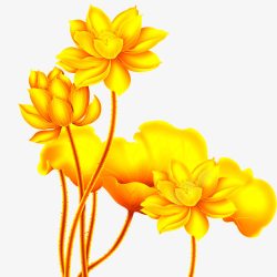 金子黄花黄金花花高清图片