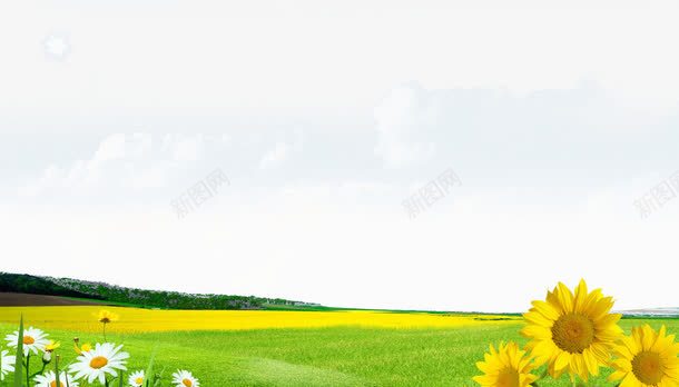 黄色向日葵png免抠素材_新图网 https://ixintu.com 白云 花朵 草地 蓝天绿地 透明素材