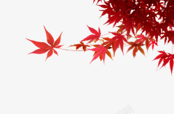 秋季素材红色枫叶高清图片