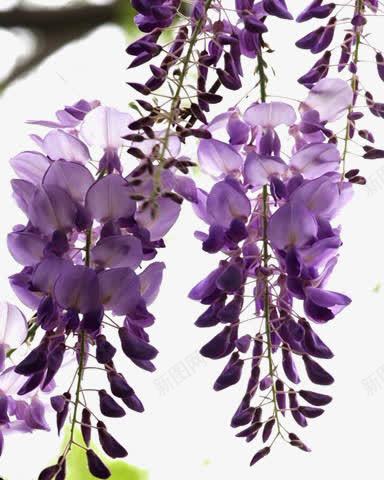 一簇紫藤花png免抠素材_新图网 https://ixintu.com 一簇鲜花 植物元素 紫色花朵 紫藤花 背景装饰 鲜花