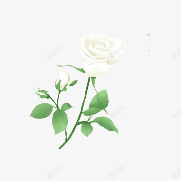盛开的白玫瑰png免抠素材_新图网 https://ixintu.com 妖艳 手绘 爱情 白玫瑰 白玫瑰手绘 白色 绿色 美丽 高洁