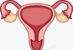 矢量卵巢女士子宫与卵巢矢量图高清图片