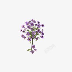 紫菊花素材
