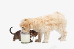喝牛奶的狗狗素材