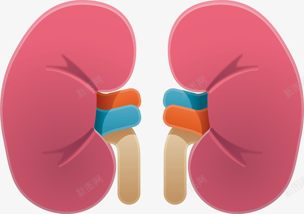 肾脏元素png免抠素材_新图网 https://ixintu.com png 元素 医疗 卡通 生物医药 肾脏