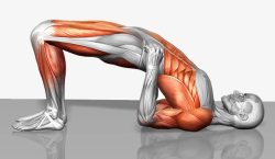 人体腰部肌肉结构素材