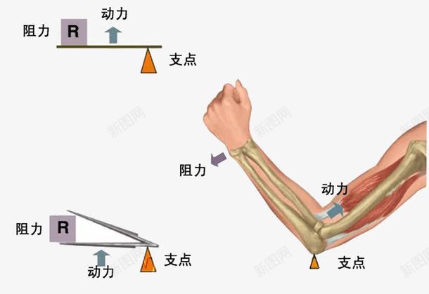 关节杠杆原理png免抠素材_新图网 https://ixintu.com 关节 原理 图片 杠杆