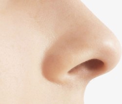 鼻子器官素材