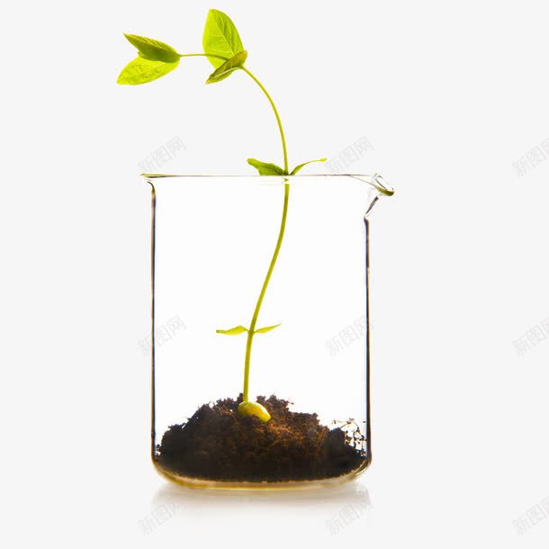 玻璃杯中的植物png免抠素材_新图网 https://ixintu.com 实验 植物 玻璃 量杯