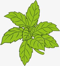 草本植物素材俯视图卡通甜叶菊矢量图高清图片