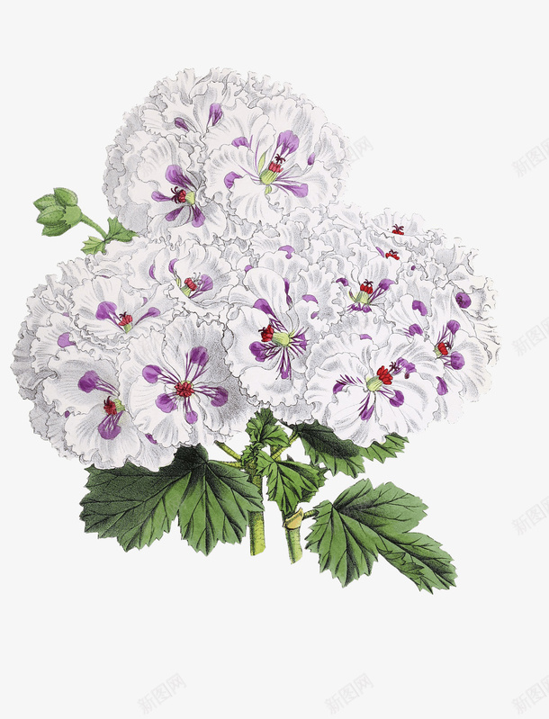 白中带紫的花儿png免抠素材_新图网 https://ixintu.com 白色 紫色 花朵 花蕊