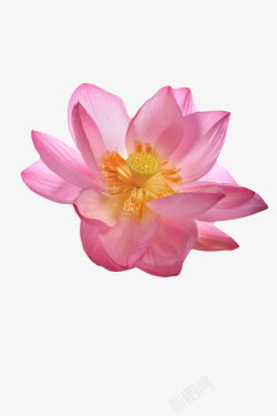 水生花粉红色纯洁的清晰的水芙蓉实物高清图片