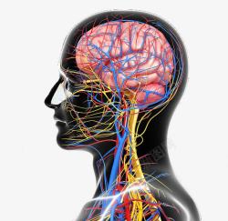 人体神经脑神经结构图侧面素材