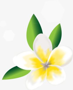 假期畅游鸡蛋花高清图片