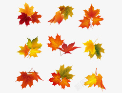 中国风黄色秋分落叶秋分秋季水彩各种形态落叶高清图片