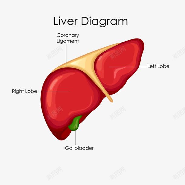 肝脏解析图png免抠素材_新图网 https://ixintu.com 医学 医疗 卡通 手绘 生物 肝脏 英文 解剖 解析