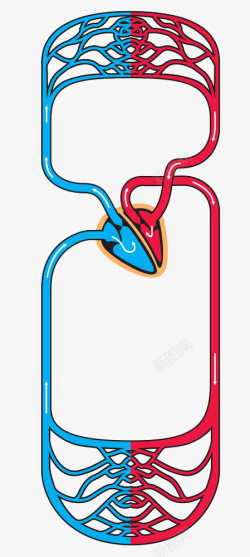 人体结构衣架人体动静脉血管高清图片