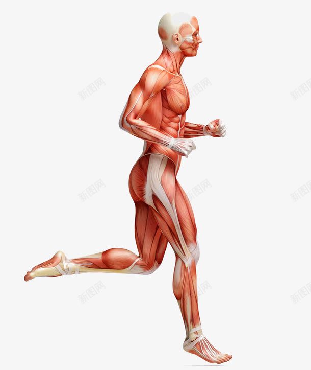 人体构造png免抠素材_新图网 https://ixintu.com 人体构造 人体肌肉组织 动作医学 医疗 男性