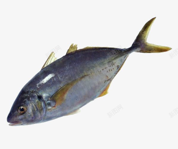 一条冷冻的鱼png免抠素材_新图网 https://ixintu.com 蛋白质 鱼类 鱼翅 鳊鱼