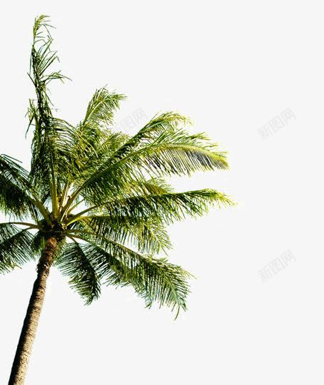 热带棕榈树png免抠素材_新图网 https://ixintu.com 乔木 棕榈树 热带 耐热 高大