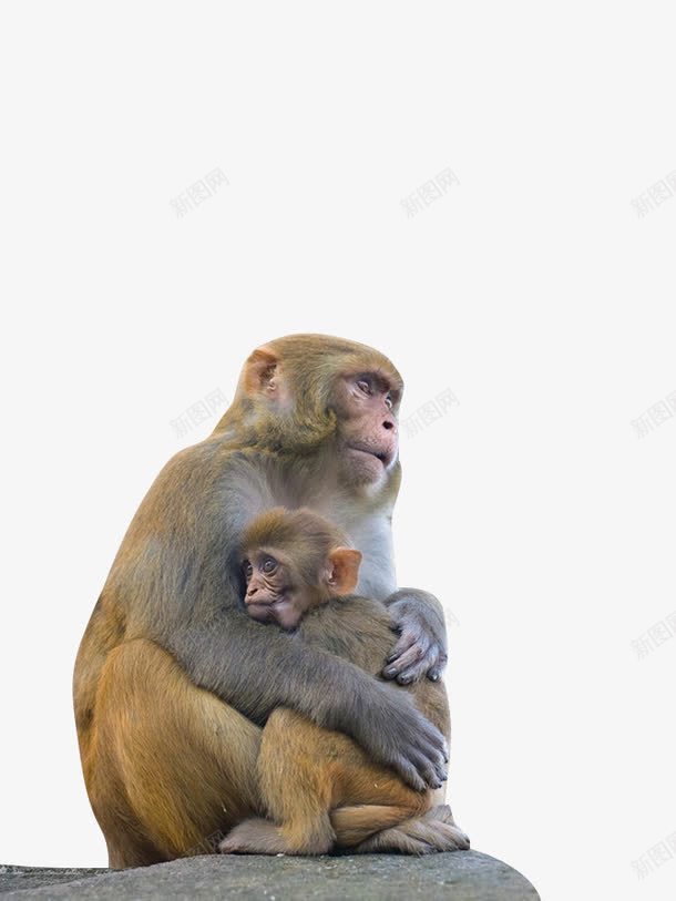 母子情深png免抠素材_新图网 https://ixintu.com 灰色 猴子 类人猿