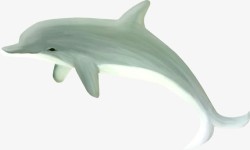 飞插画海豚高清图片