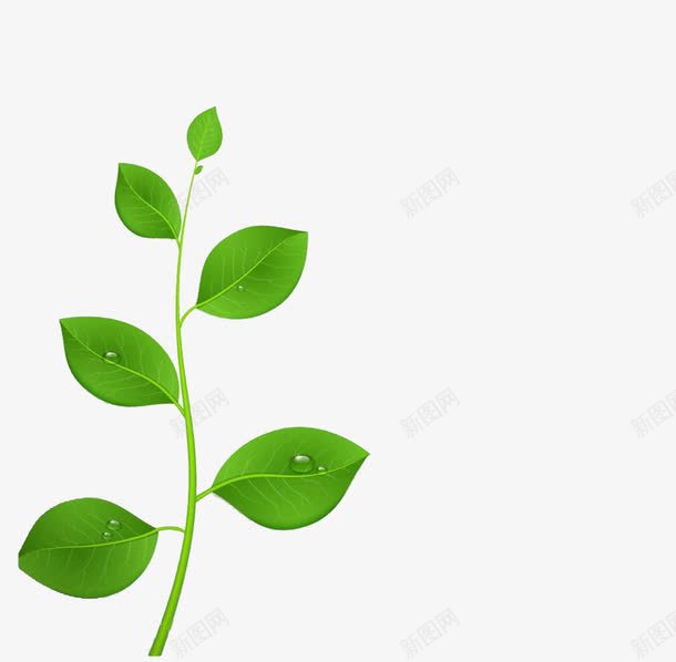 一颗小树苗png免抠素材_新图网 https://ixintu.com 叶子上的水珠 小树苗 绿色的小树苗 茁壮成长