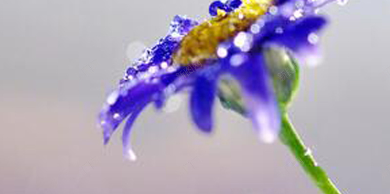 紫色花朵简约背景jpg设计背景_新图网 https://ixintu.com H5 h5 植物 浅灰色 紫花花朵 纯色