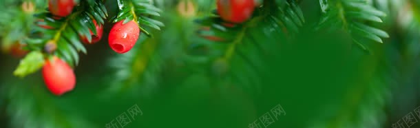 绿色植物背景jpg设计背景_新图网 https://ixintu.com banne banner 原生态 杉树 林业 植物 环保 绿色 绿色背景 设计